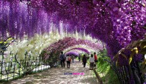 مسیر پیاده روی گلپوش در باغ کاواچی فوجی در ژاپن